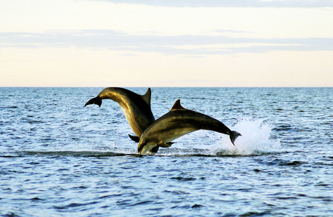 4 dolphins jumping in flat calm water