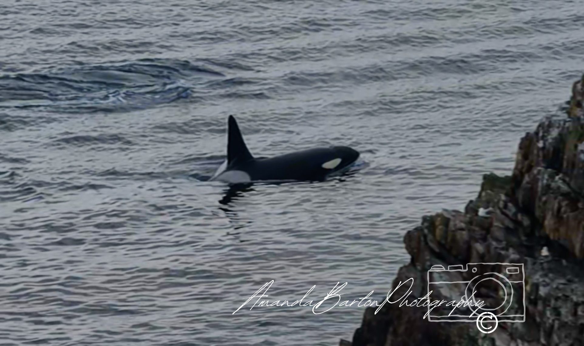 orca Portknockie Orca sighted off Portknockie